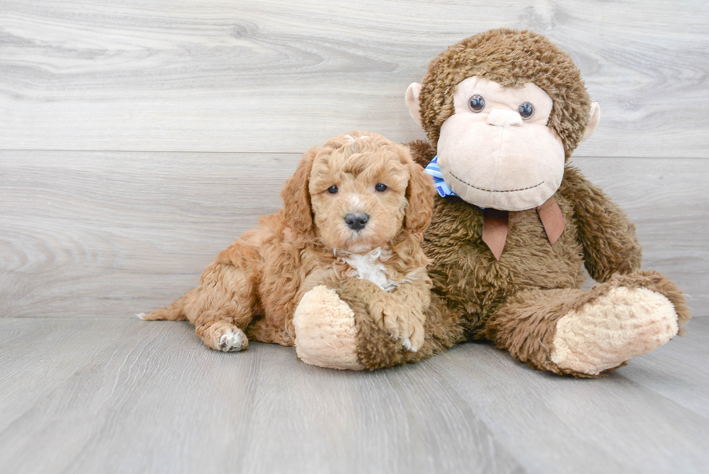 Happy Mini Goldendoodle Baby