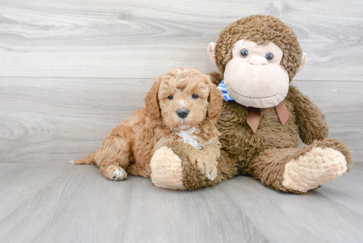 Happy Mini Goldendoodle Baby