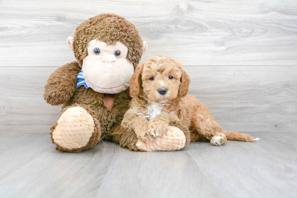 Best Mini Goldendoodle Baby