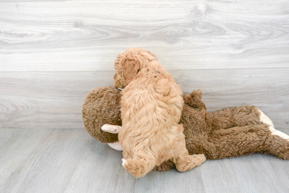 Mini Goldendoodle Puppy for Adoption