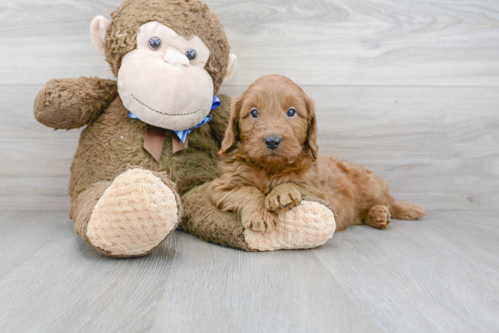 Mini Goldendoodle Pup Being Cute