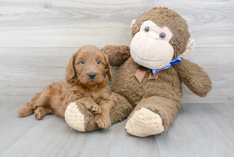 Cute Mini Goldendoodle Baby