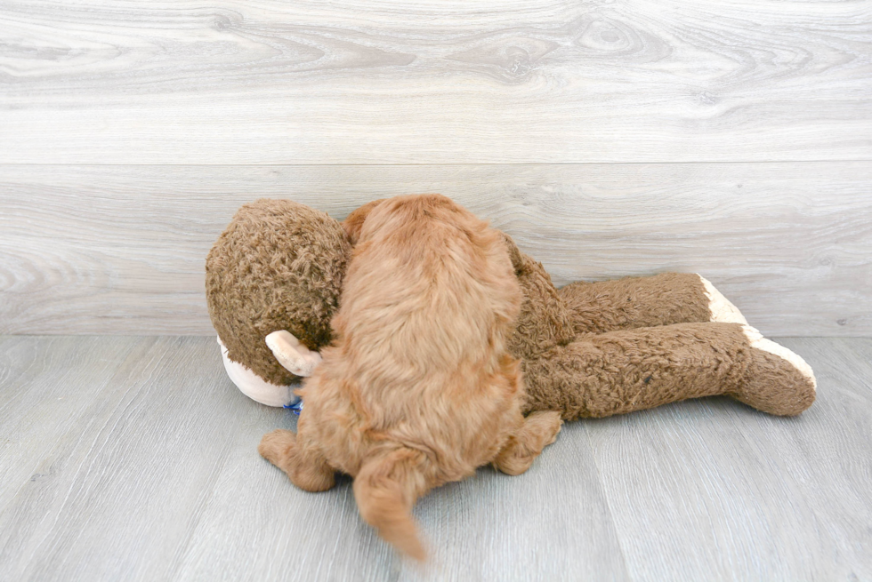 Mini Goldendoodle Pup Being Cute