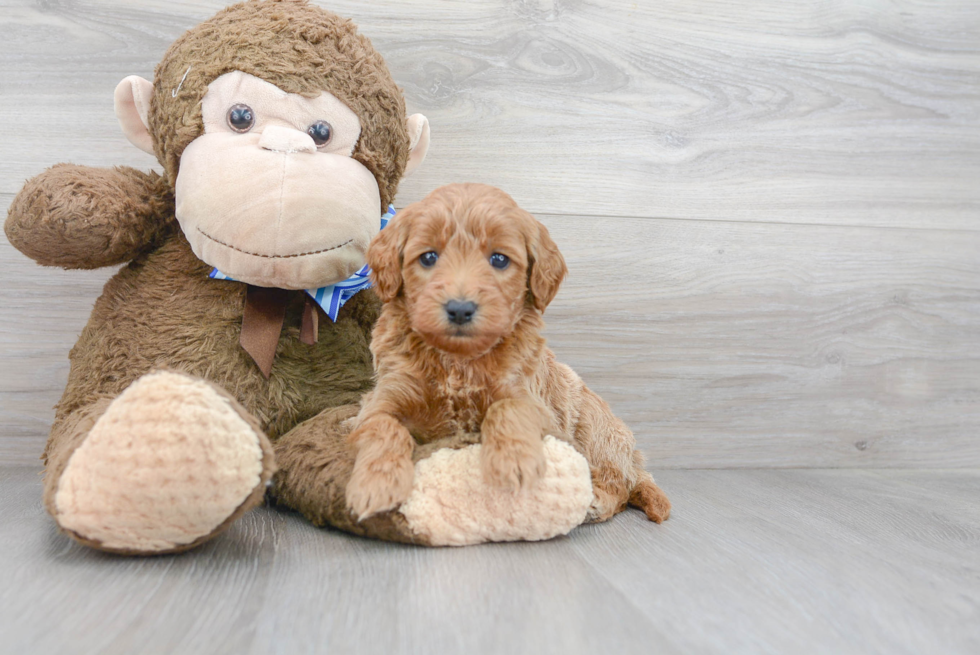 Friendly Mini Goldendoodle Baby