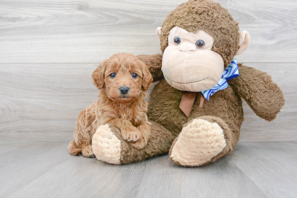 Happy Mini Goldendoodle Baby