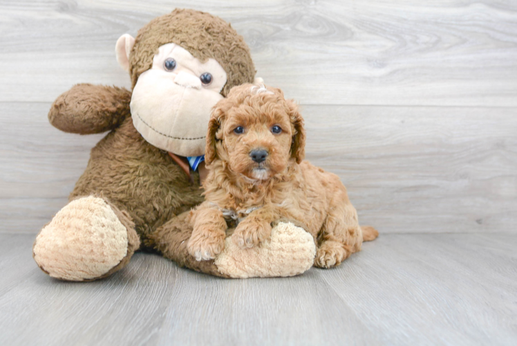 Mini Goldendoodle Puppy for Adoption