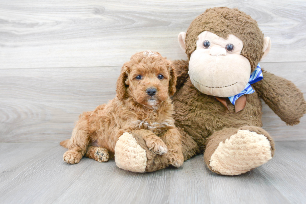 Mini Goldendoodle Puppy for Adoption