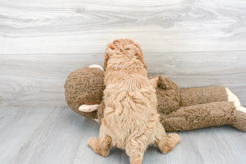 Best Mini Goldendoodle Baby