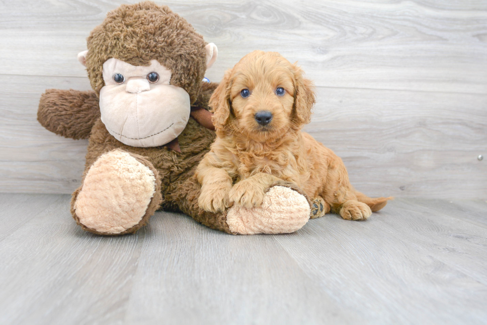 Mini Goldendoodle Pup Being Cute