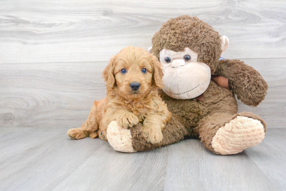 Funny Mini Goldendoodle Poodle Mix Pup