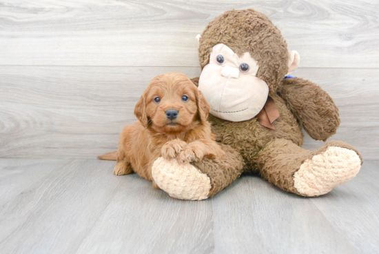 Mini Goldendoodle Pup Being Cute