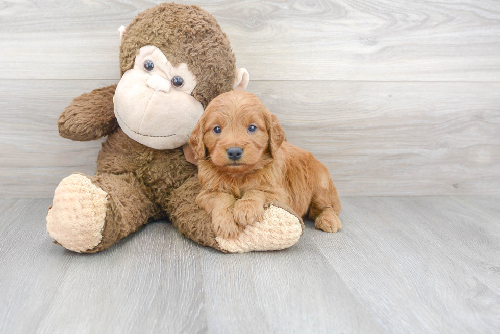 Happy Mini Goldendoodle Baby