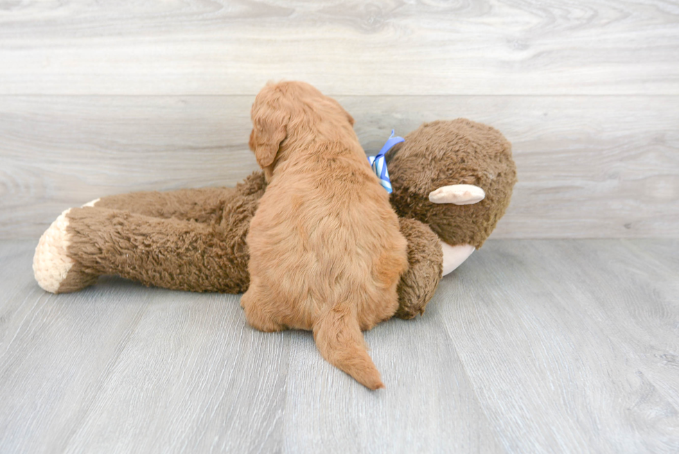 Smart Mini Goldendoodle Poodle Mix Pup