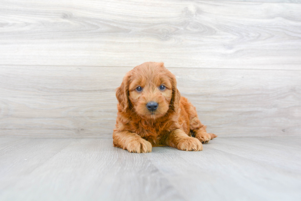 Mini Goldendoodle Pup Being Cute