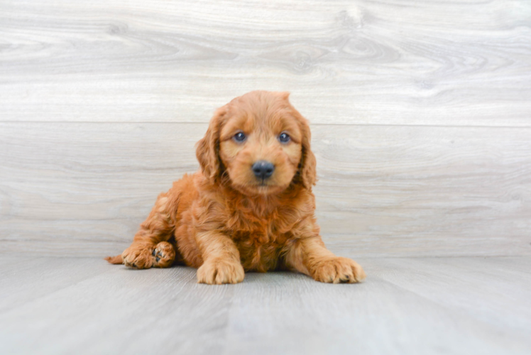 Mini Goldendoodle Pup Being Cute