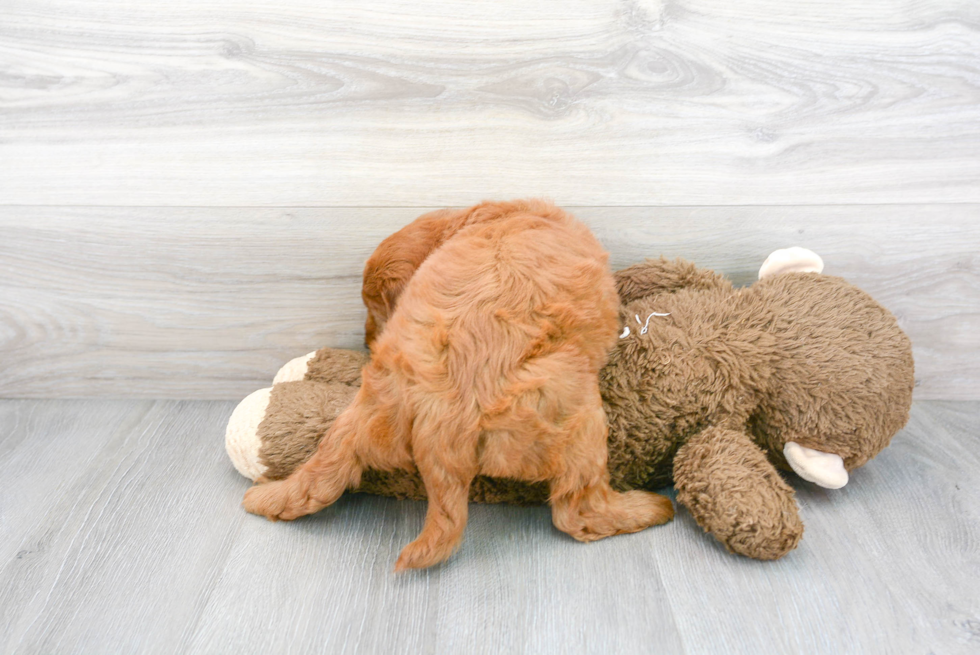 Mini Goldendoodle Puppy for Adoption