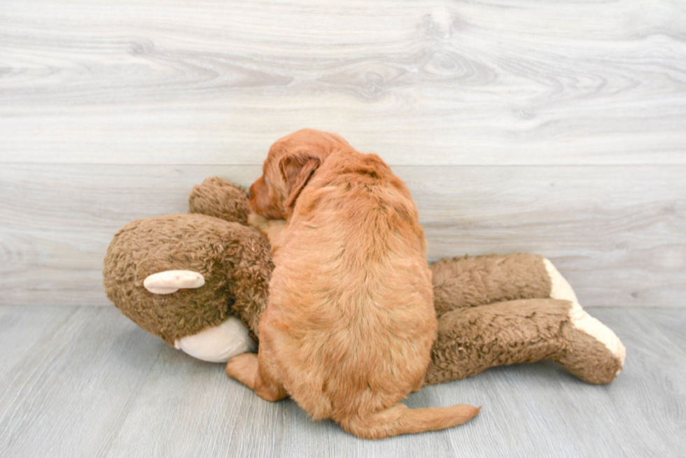 Happy Mini Goldendoodle Baby