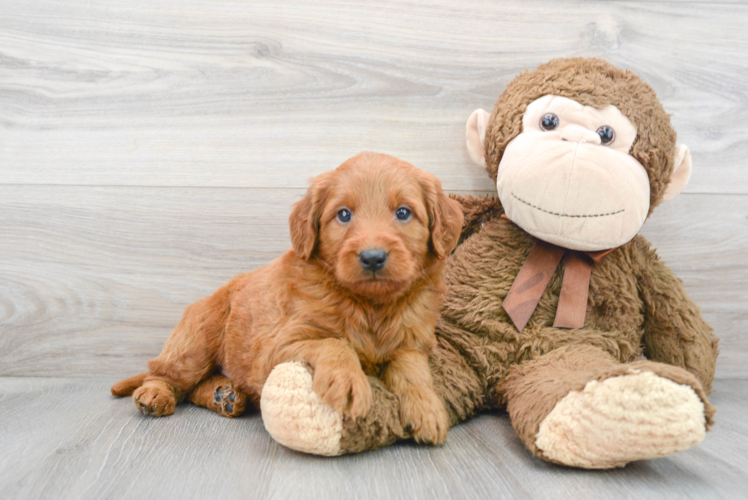 Popular Mini Goldendoodle Poodle Mix Pup