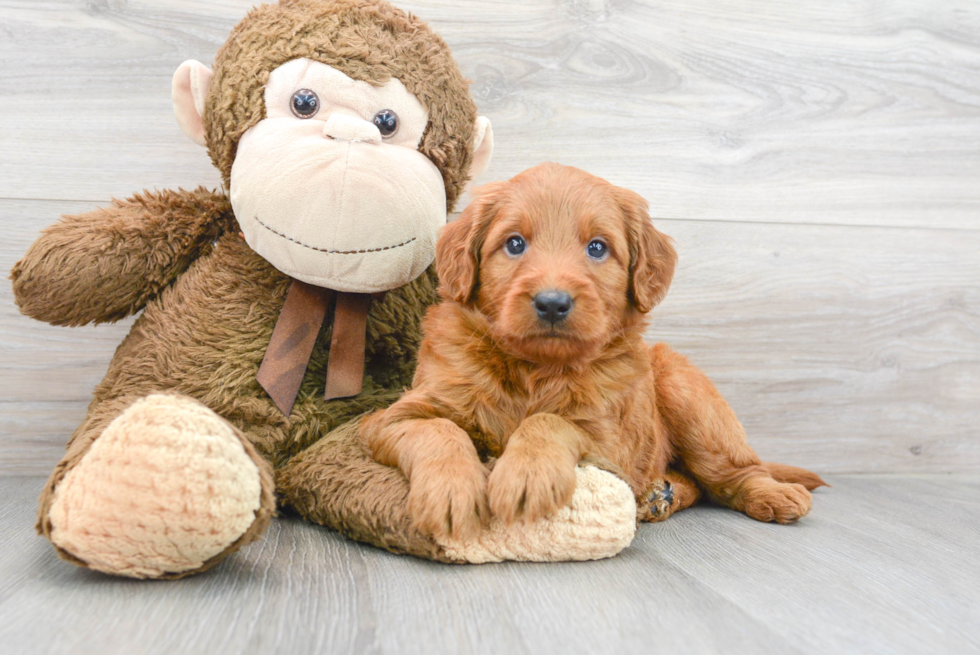 Friendly Mini Goldendoodle Baby