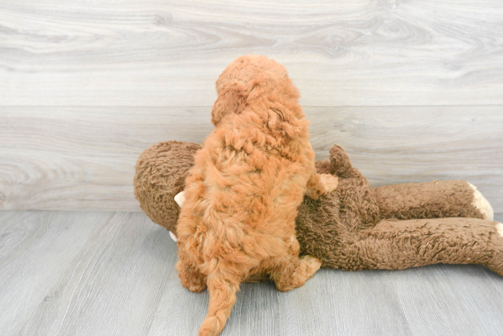 Funny Mini Goldendoodle Poodle Mix Pup