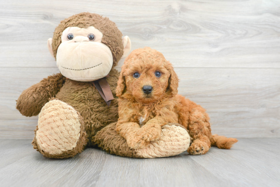 Adorable Golden Retriever Poodle Mix Puppy