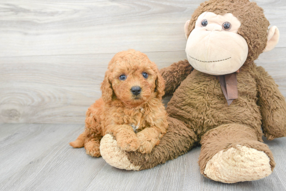 Mini Goldendoodle Puppy for Adoption