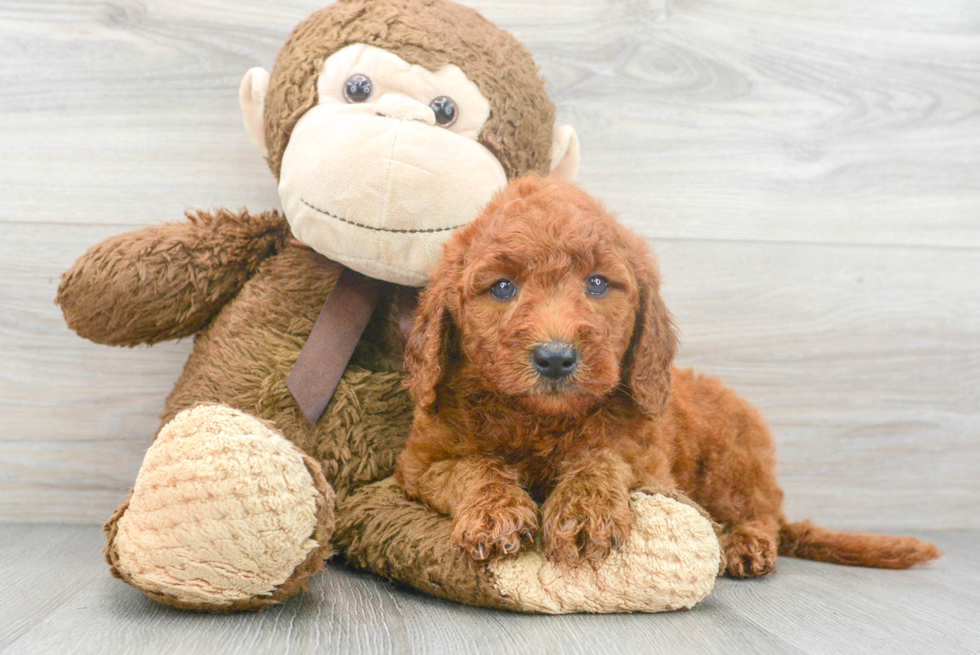 Best Mini Goldendoodle Baby