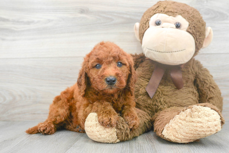 Adorable Golden Retriever Poodle Mix Puppy