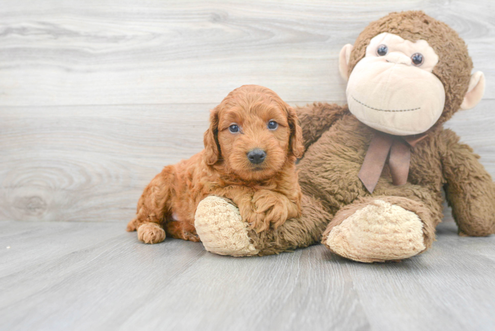 Mini Goldendoodle Puppy for Adoption