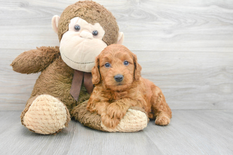 Popular Mini Goldendoodle Poodle Mix Pup