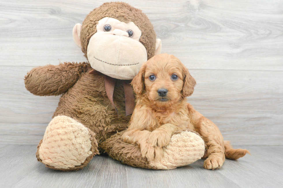 Best Mini Goldendoodle Baby