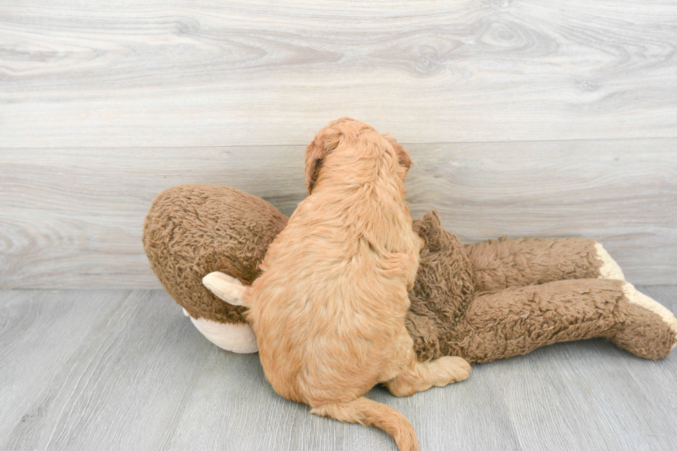 Petite Mini Goldendoodle Poodle Mix Pup