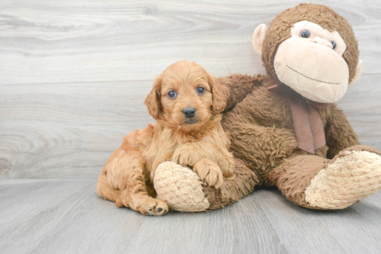 Smart Mini Goldendoodle Poodle Mix Pup