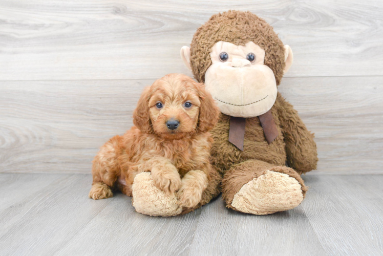 Cute Mini Goldendoodle Baby