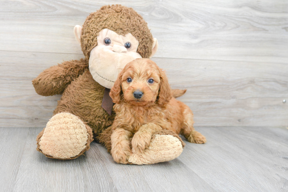 Mini Goldendoodle Puppy for Adoption