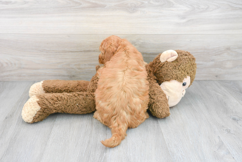 Adorable Golden Retriever Poodle Mix Puppy