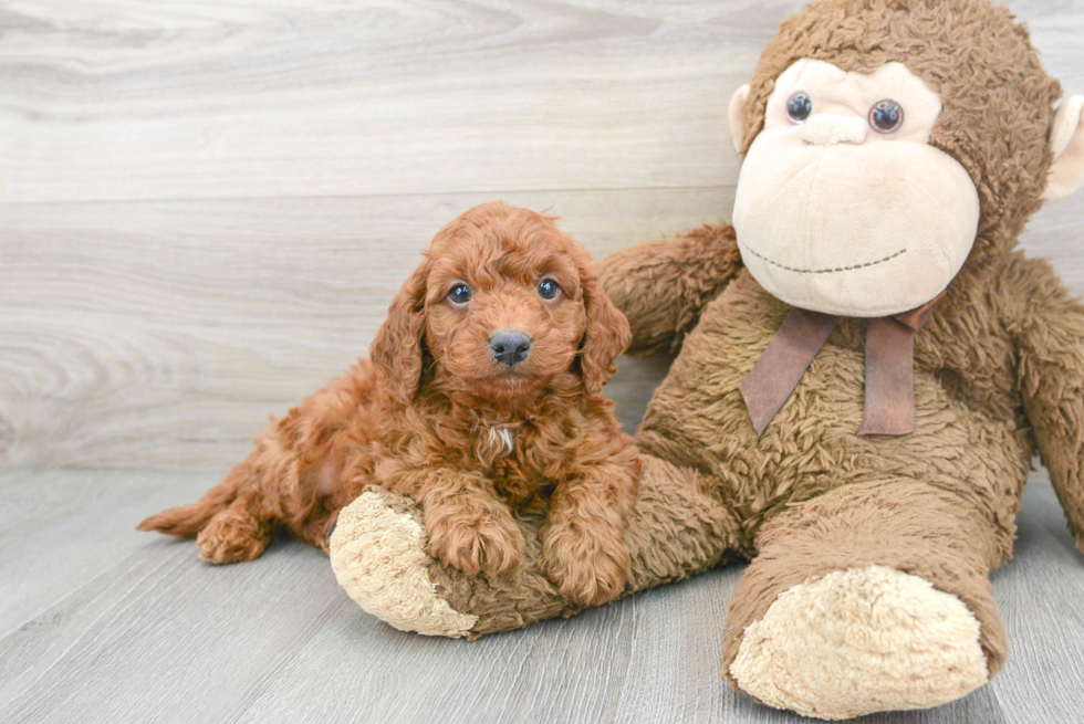 Hypoallergenic Golden Retriever Poodle Mix Puppy