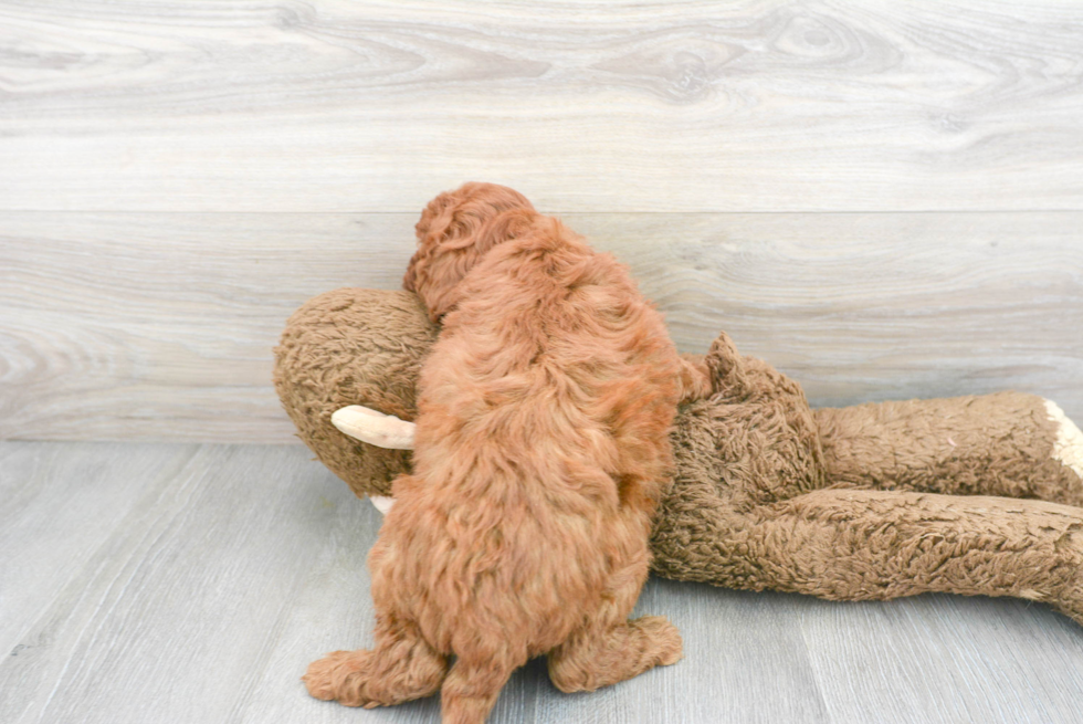 Mini Goldendoodle Puppy for Adoption