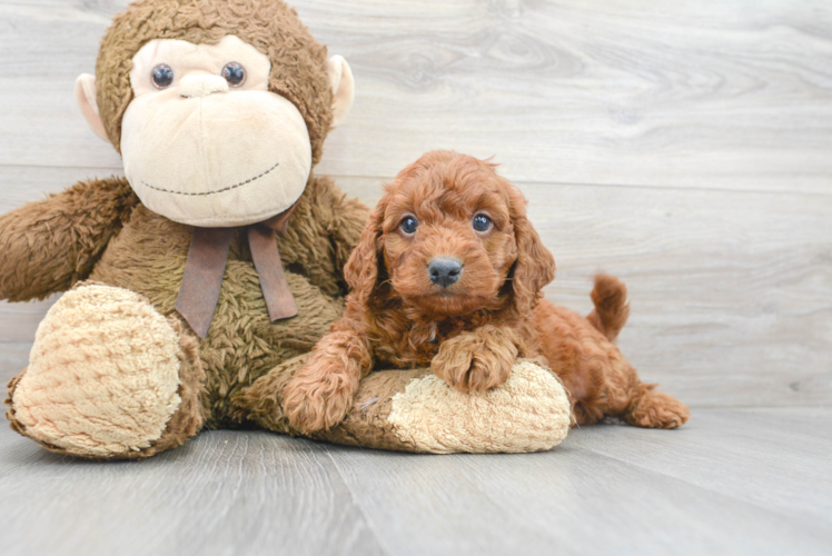 Funny Mini Goldendoodle Poodle Mix Pup