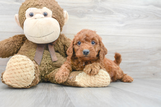 Funny Mini Goldendoodle Poodle Mix Pup