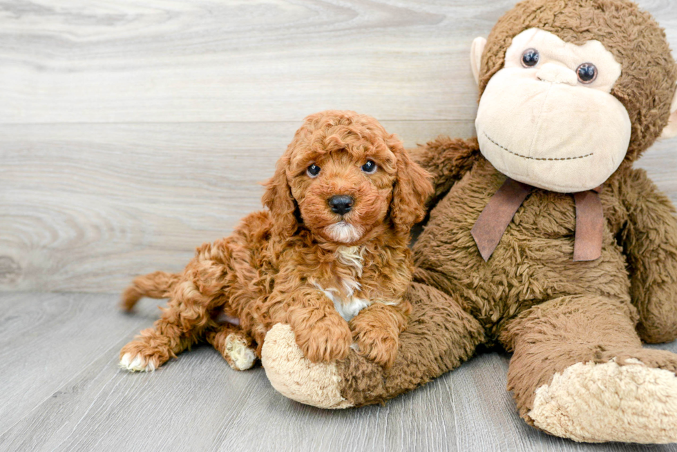 Mini Goldendoodle Puppy for Adoption