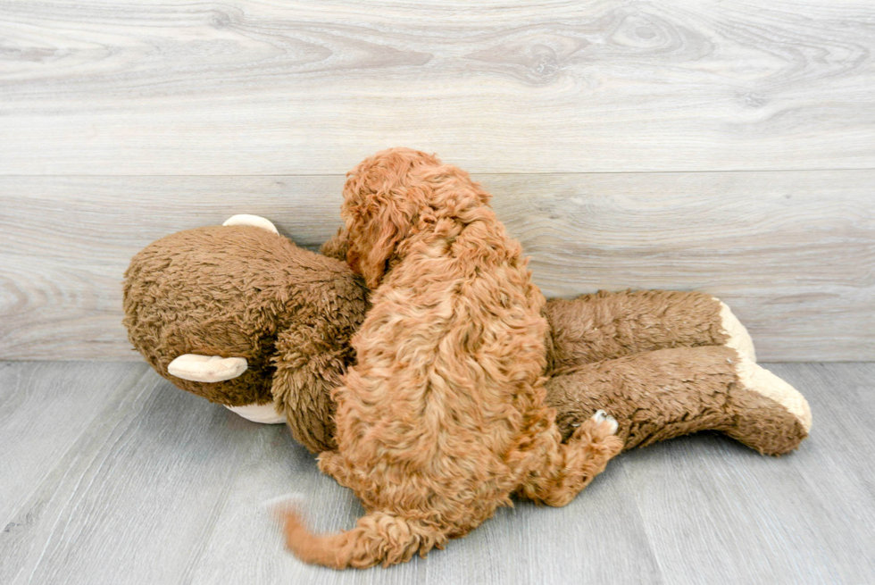 Fluffy Mini Goldendoodle Poodle Mix Pup