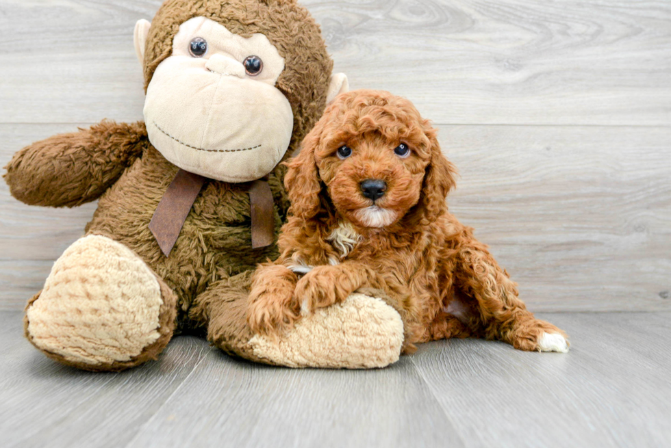 Adorable Golden Retriever Poodle Mix Puppy