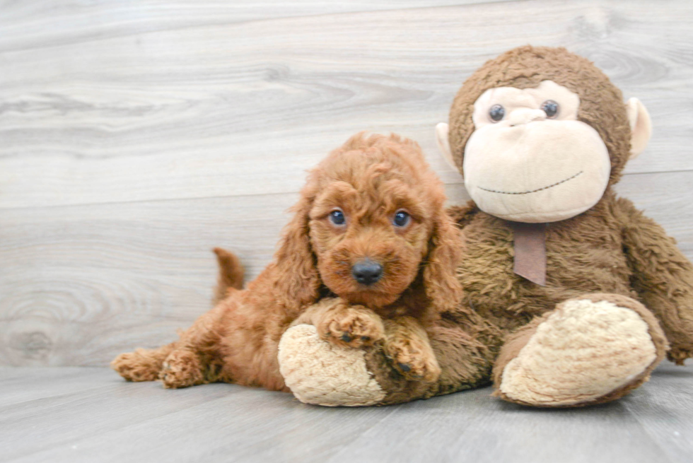 Best Mini Goldendoodle Baby