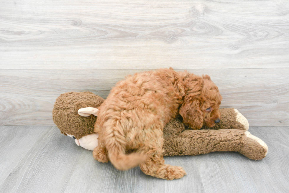 Petite Mini Goldendoodle Poodle Mix Pup