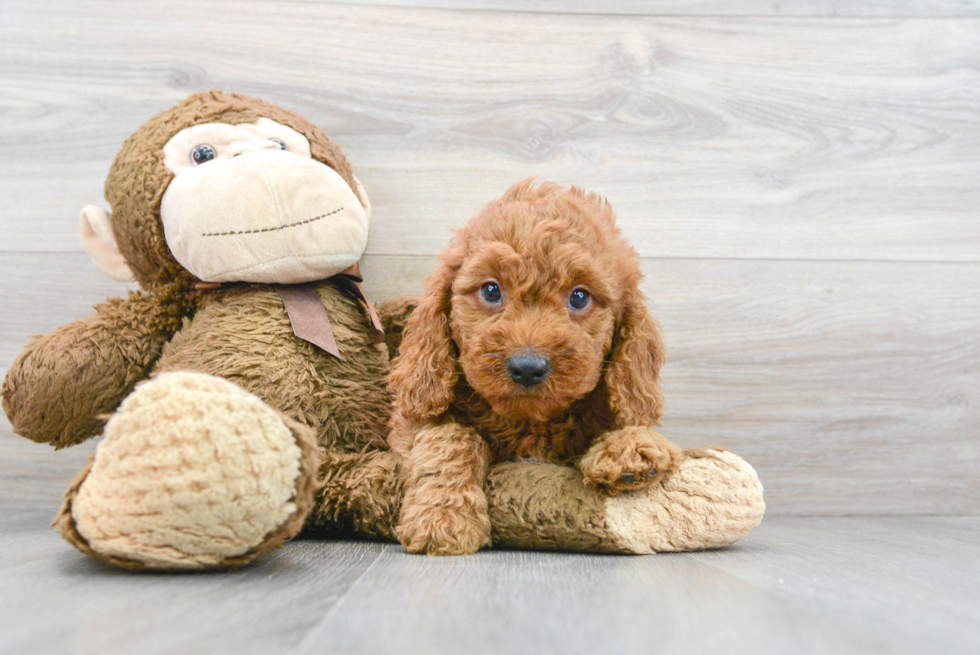 Sweet Mini Goldendoodle Baby