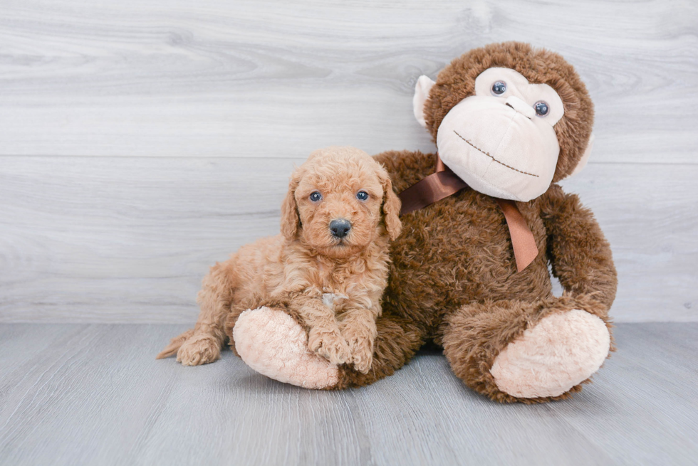 Mini Goldendoodle Pup Being Cute