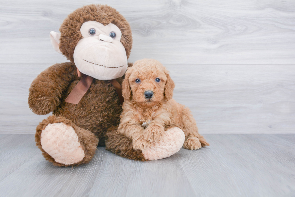 Mini Goldendoodle Pup Being Cute