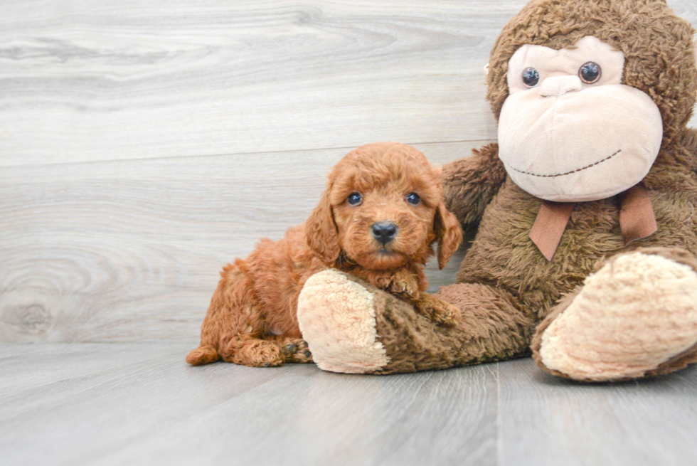 Popular Mini Goldendoodle Poodle Mix Pup