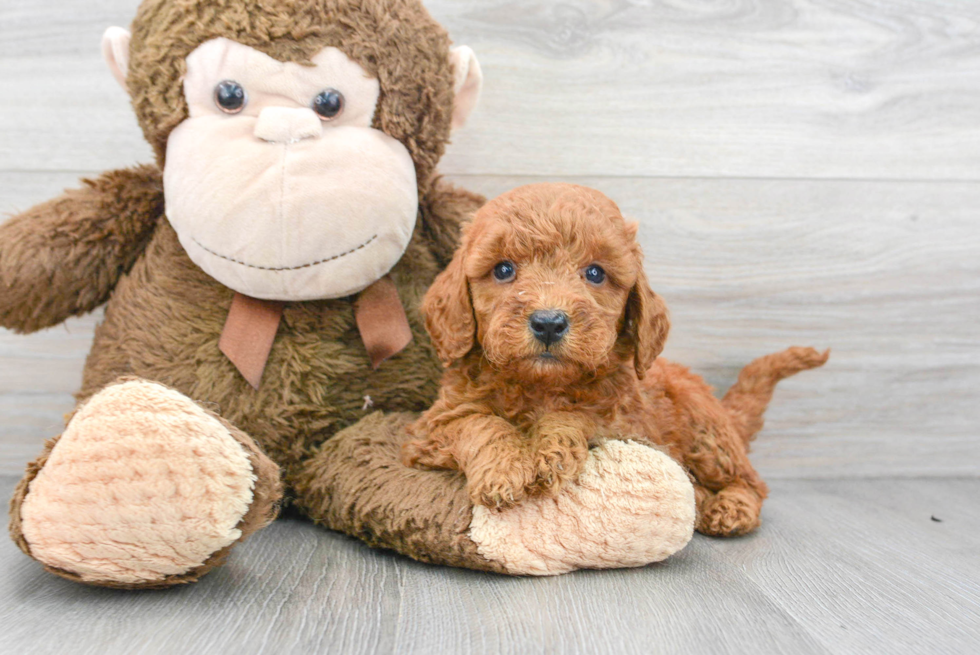 Sweet Mini Goldendoodle Baby